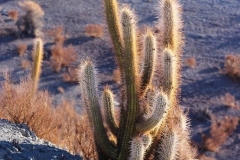 293-gros-cactus-photo-Olivier
