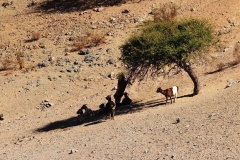 295-chevres-pres-Hacienda-photo-Olivier