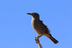 300-oiseau-a-l-Hacienda-photo-Olivier