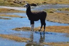 314-Lama-sur-la-puna-au-retour-d-El-Tatio