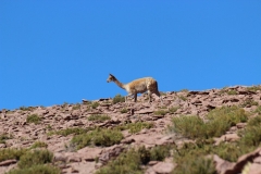 315-Vigogne-sur-la-puna-au-retour-d-El-Tatio