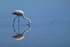 317-Flamant-rose-sur-la-laguna-Chaxa-du-Salar-d-Atacama