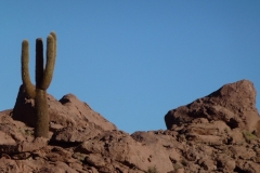 318-Cactus-de-la-vallee-de-Rio-Grande