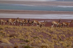323-Vigognes-au-salar-Agua-Calientes-sur-la-route-du-paso-Sico