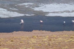 325-Flamants-au-salar-Agua-Calientes-sur-la-route-du-paso-Jama